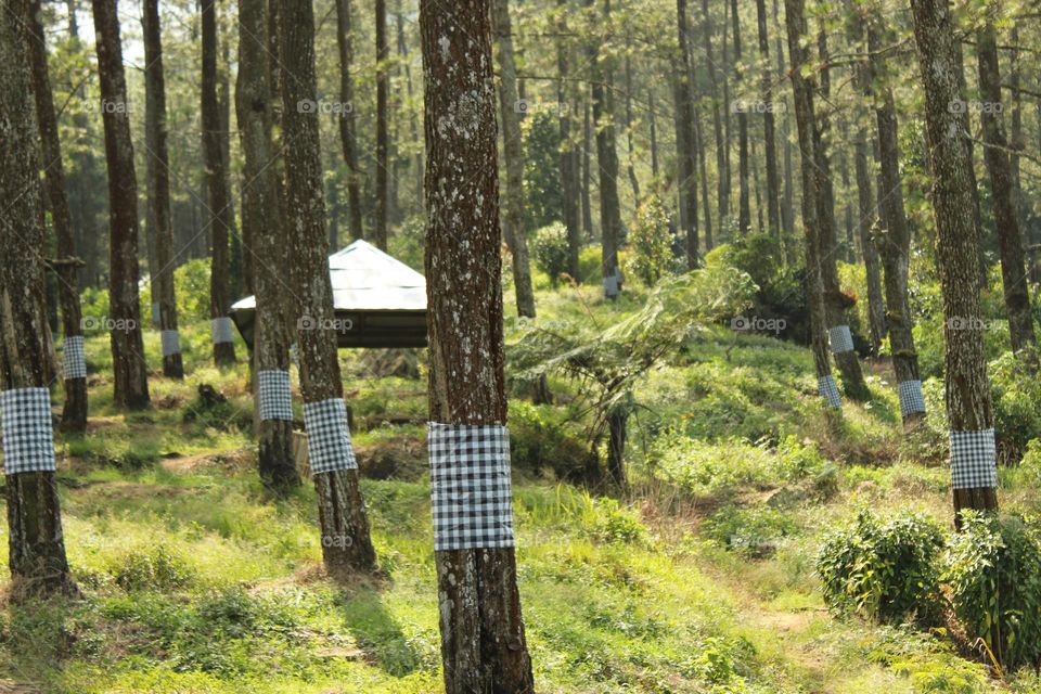 save the world by protecting the forest