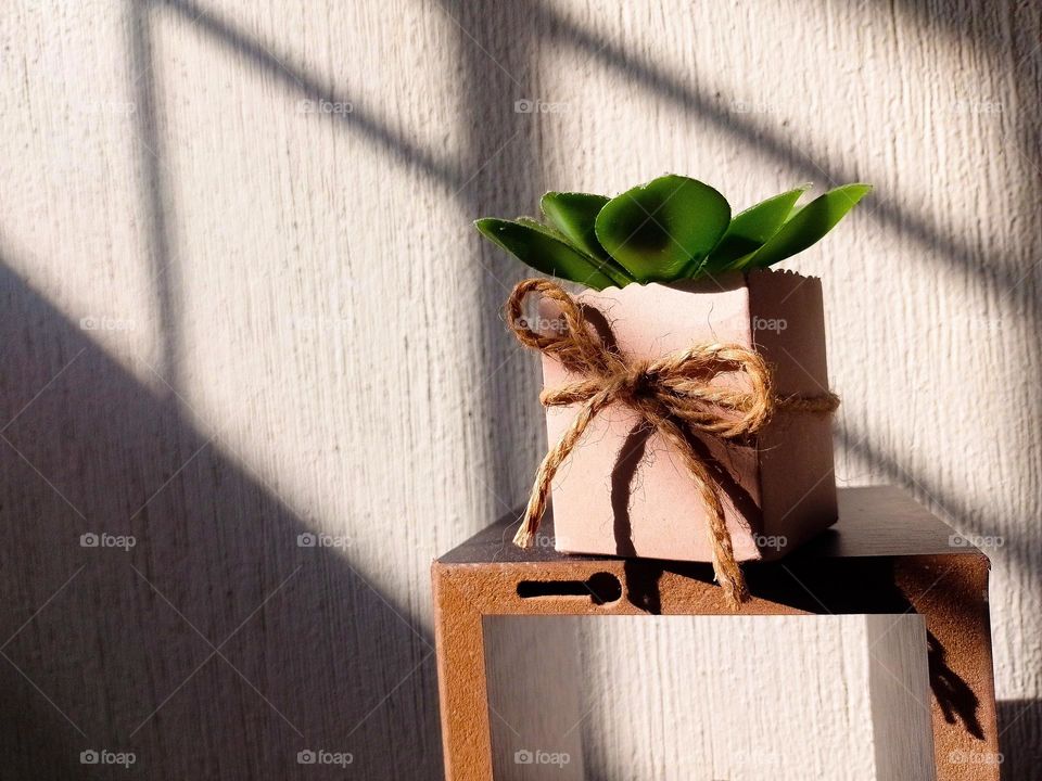 plant against the sun with the shadows of a window