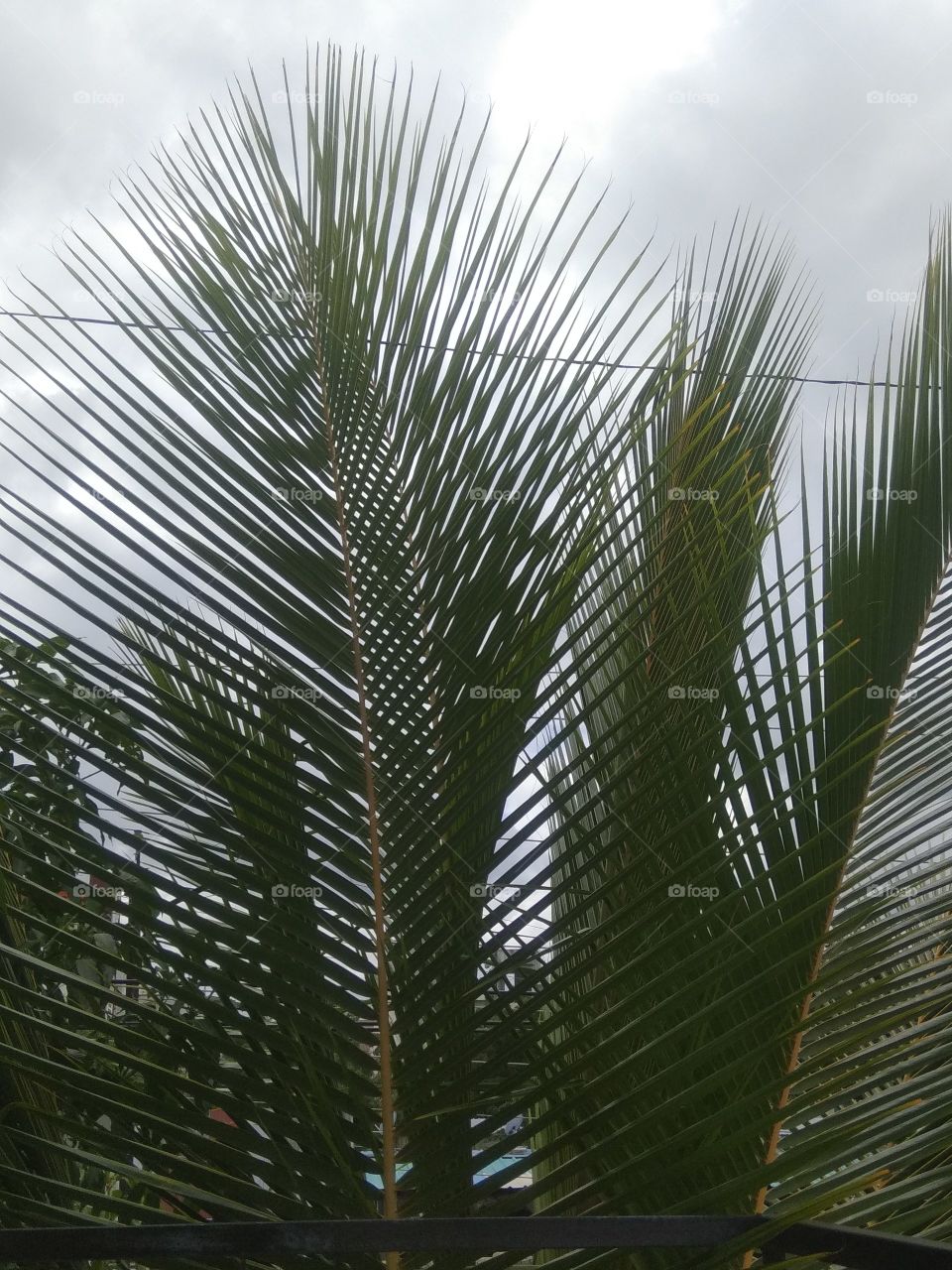 Portrait of a plant!! 🌴😍 Coconut tree!