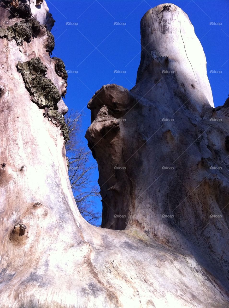 sky nature tree sculpture by bj