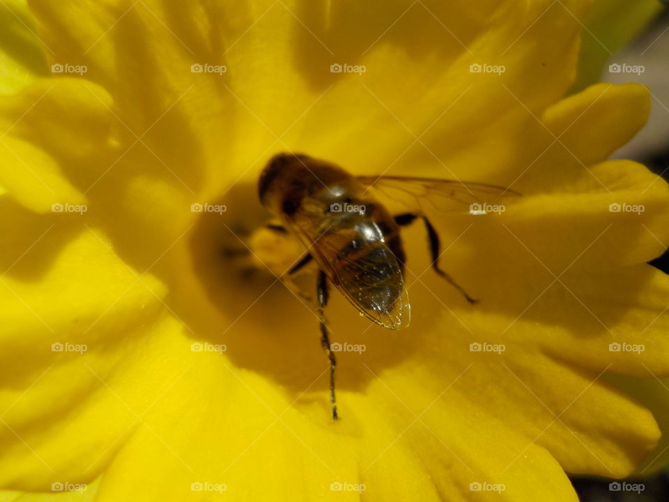 I know it's not a bee 😉