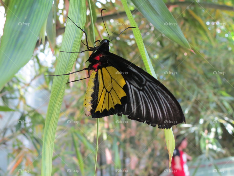 Common Birdwing butterfly with closed wings.