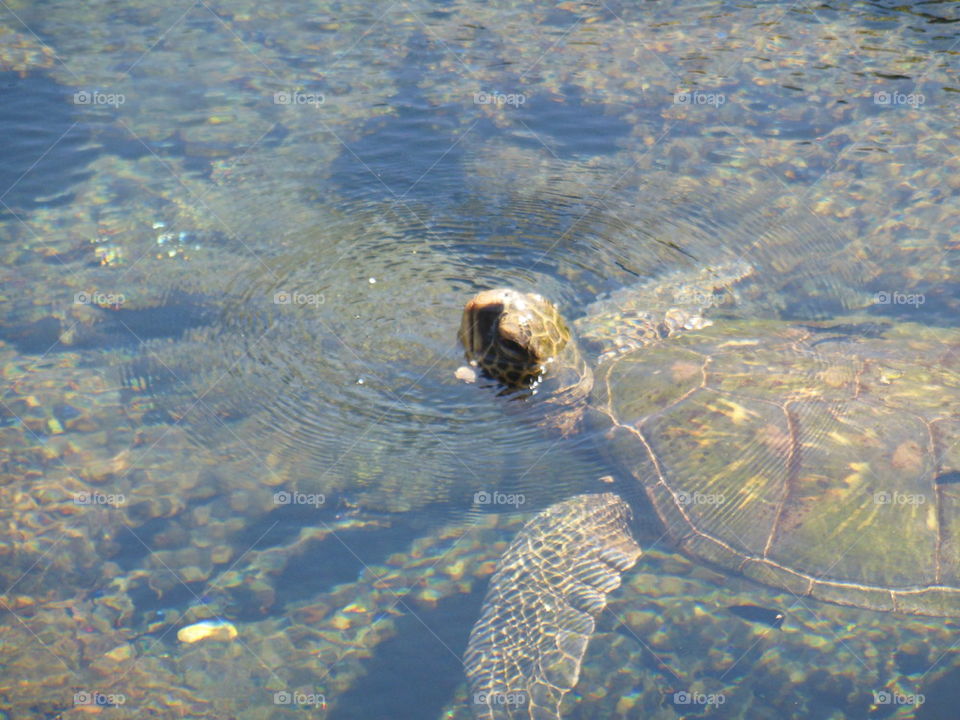 SEA TURTLE ON THE SURFACE
