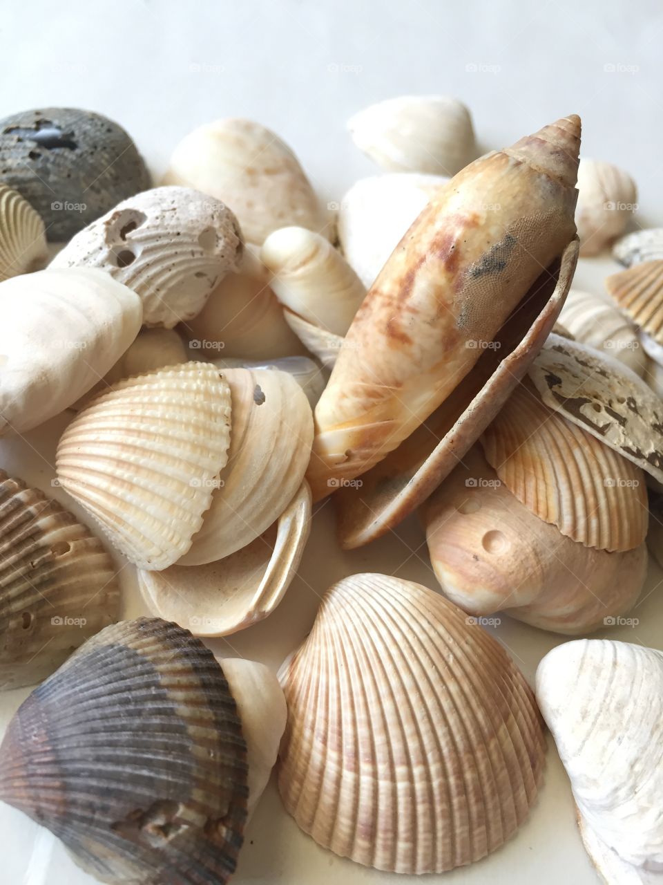 Seashells
