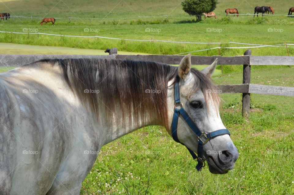 Horse at farm near fence