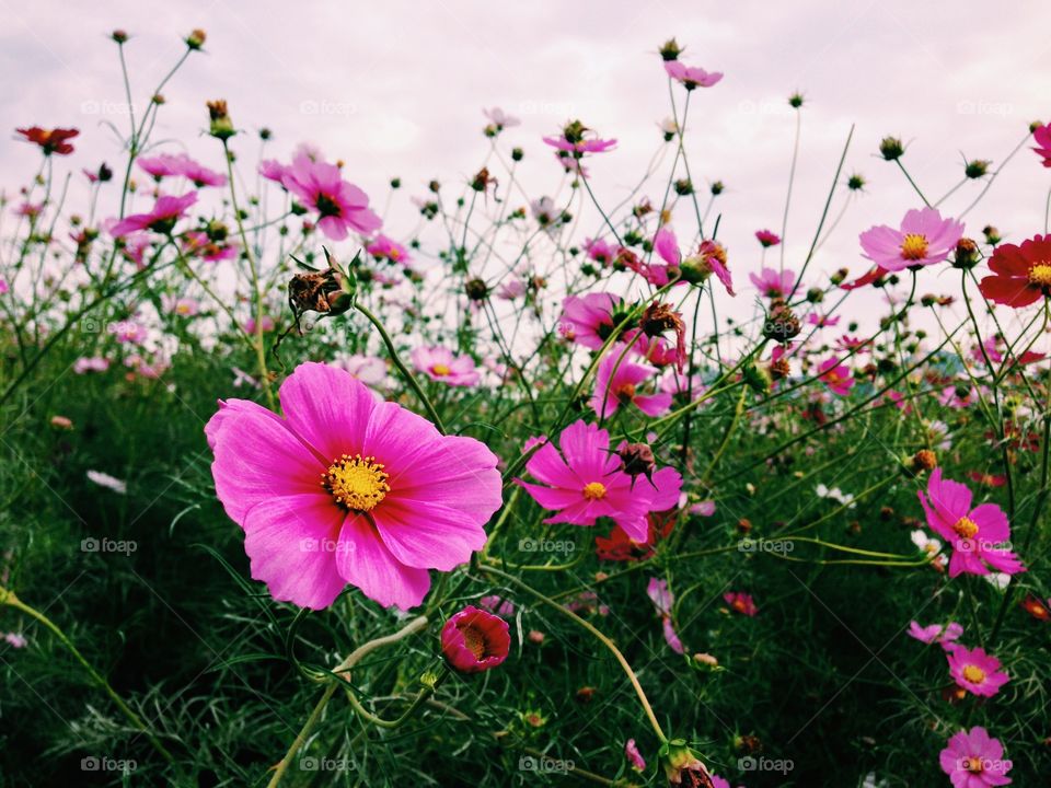 blooming galsang flower