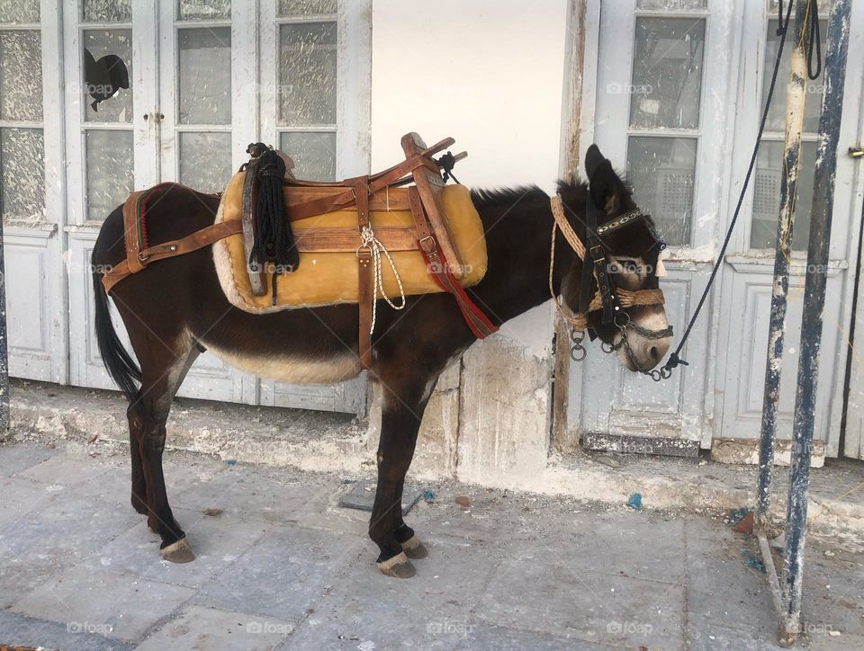 Mule, transportation, Hydra, island, Greece. No roads no motorised vehicles 