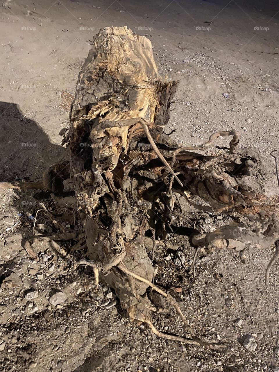 Focus, do you see anything?