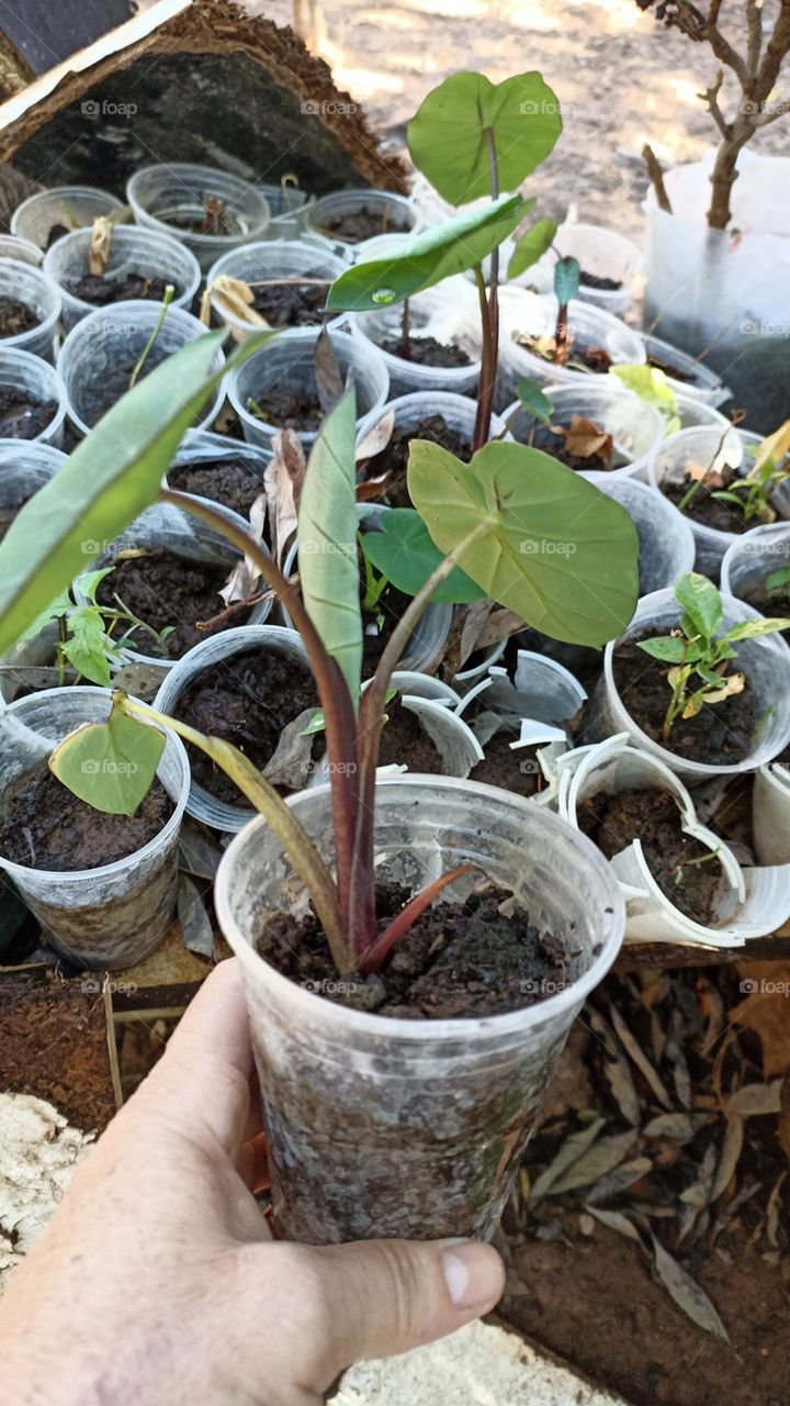 seedling yam