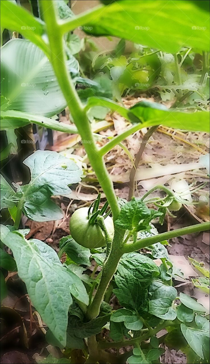 tomato. small home garden