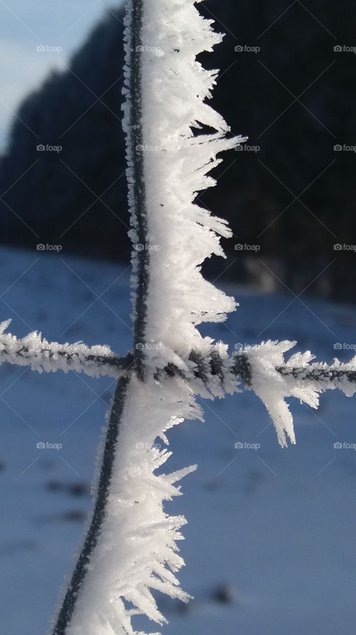 Close up Capture of a frozen Fence