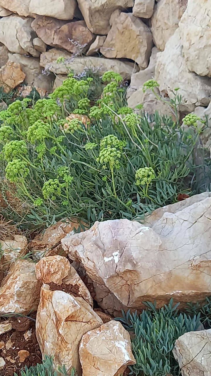 wild nature by the rocky beach