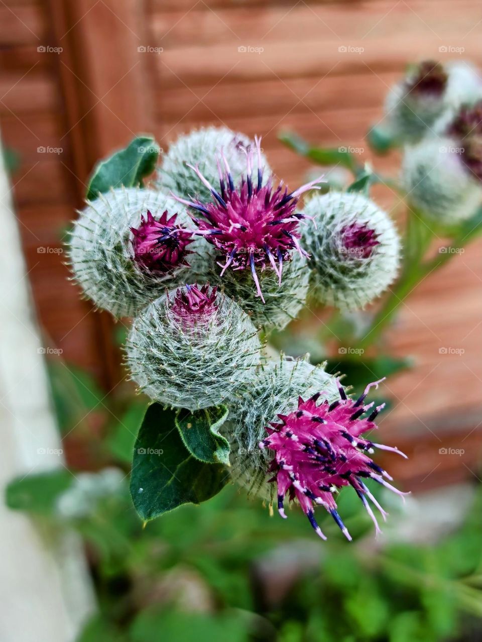 burdock flowers, flowers, plants, summer, nature