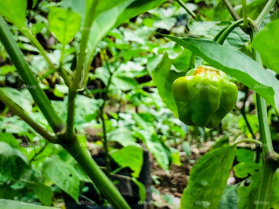 Hot chilli baby step in to the younger age