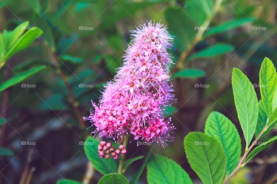 Pink fluffy flower Bridewort