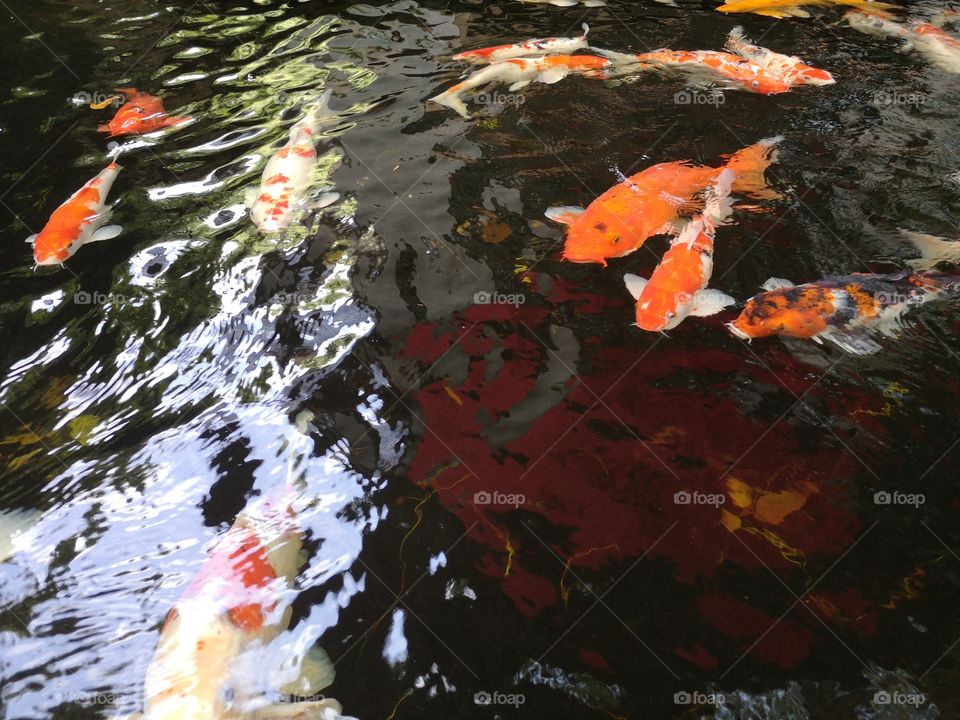 Fancy​ carp​ koi fish​