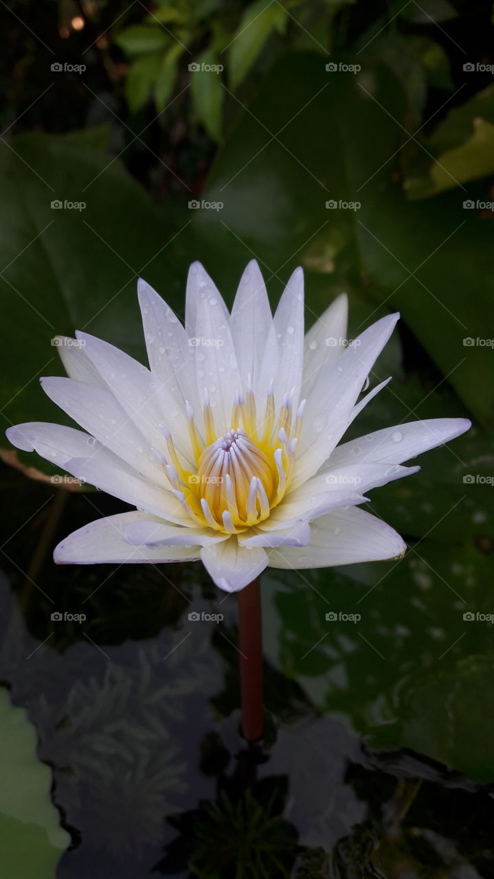 Lotus