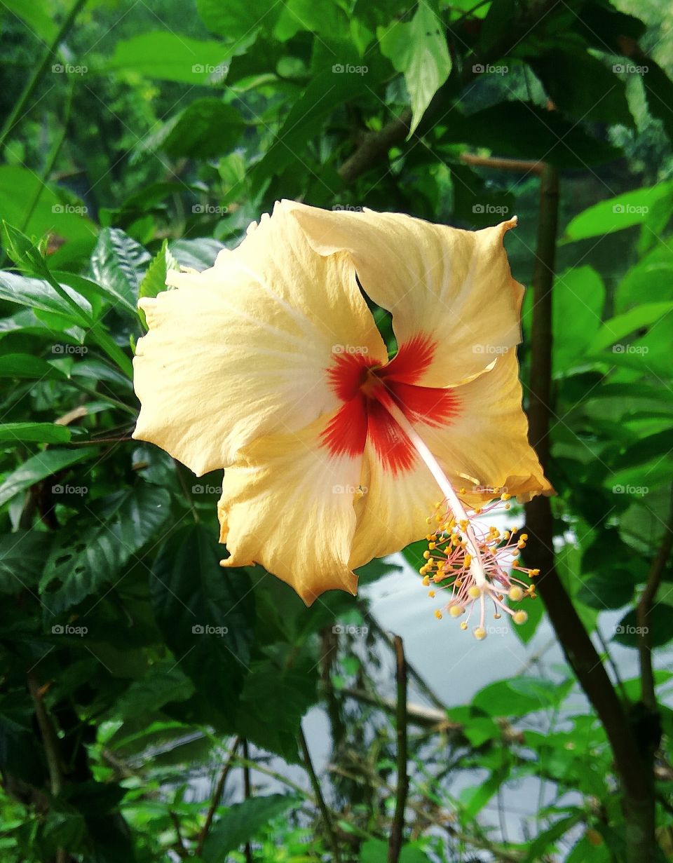 This is a beautiful flower