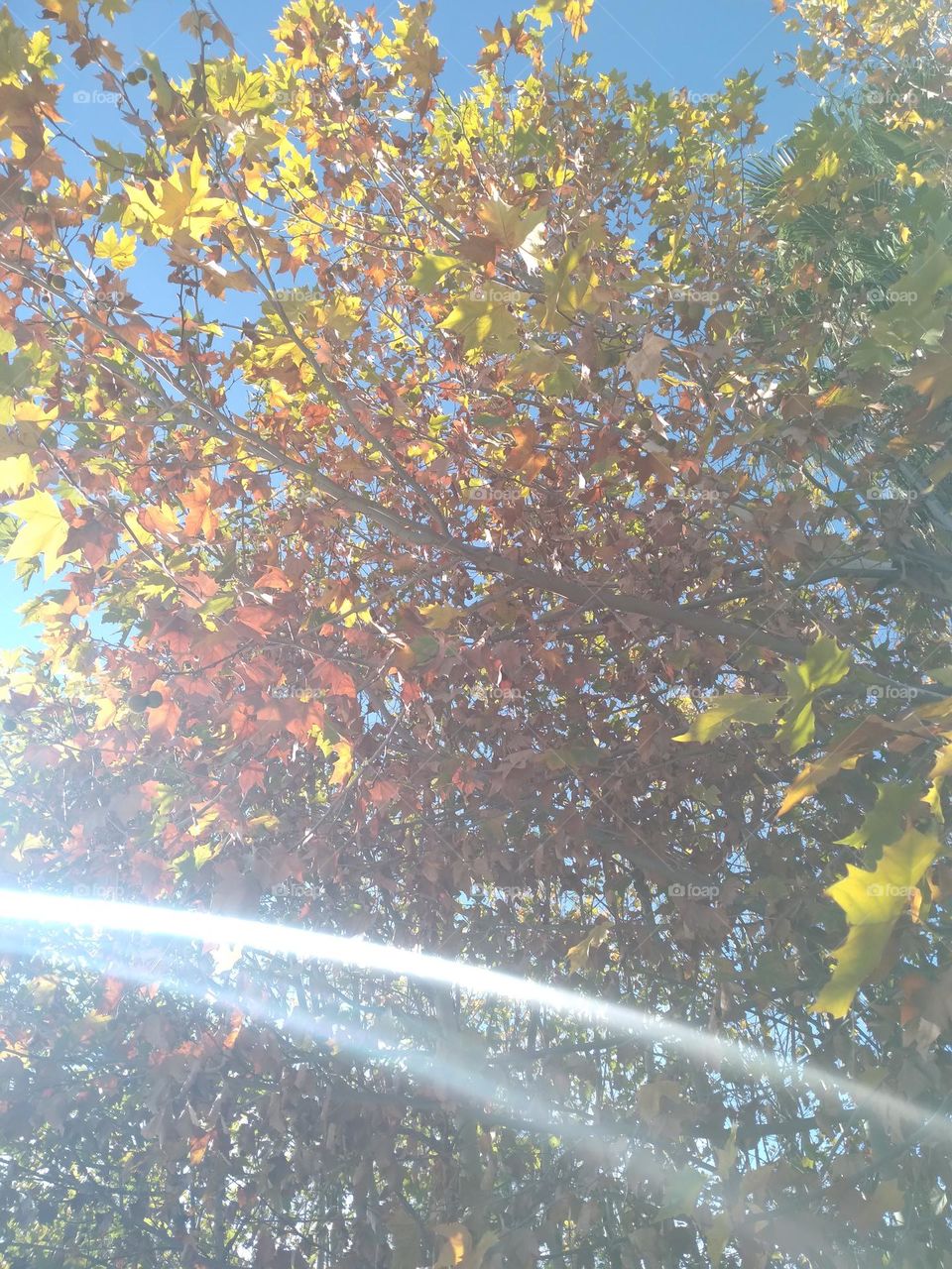 tree is not sleeping