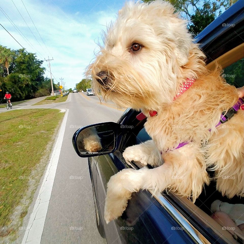 Salt water air, wind in her hair, all the other drivers can't help but stare  🌸🐕☀🎀🐾🌴🌹