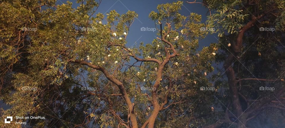 tree filled with Birds
