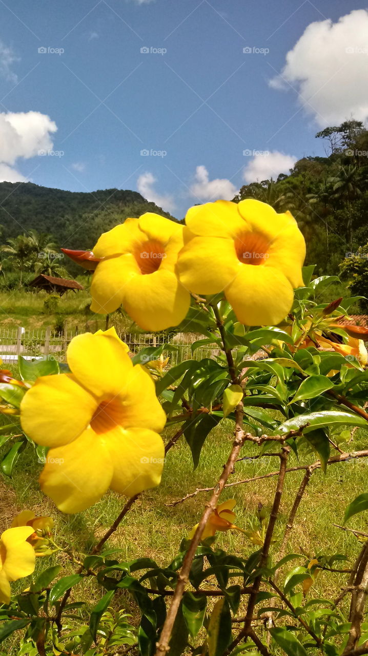 GARDEN, LEAVES, FLOWERS, ENVIRONMENT, PLANT