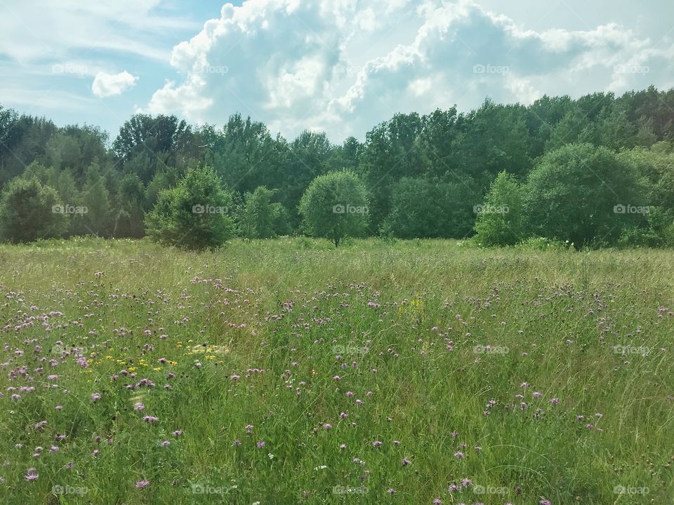 Field 