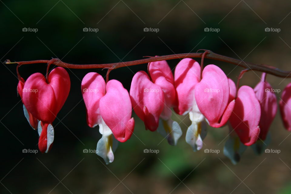 Springtime Bleeding Hearts