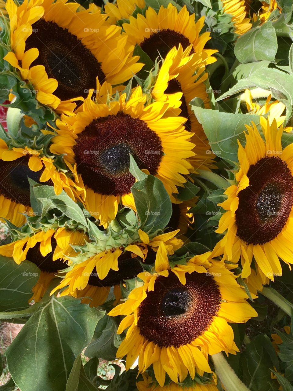 Bouquet of sunflowers 