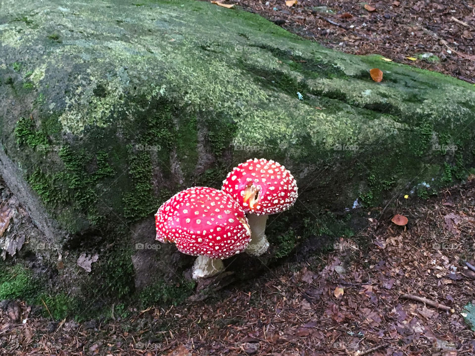 Two fly agaric on the stone covered in moss.