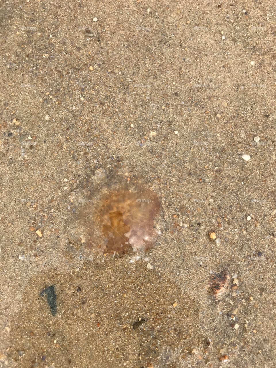 Jellyfish 