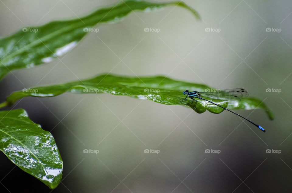 damselfly in rainy season