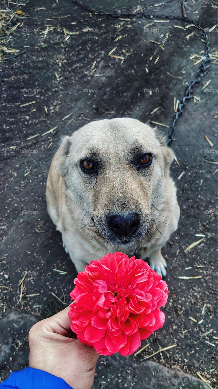 white yard dog with flower