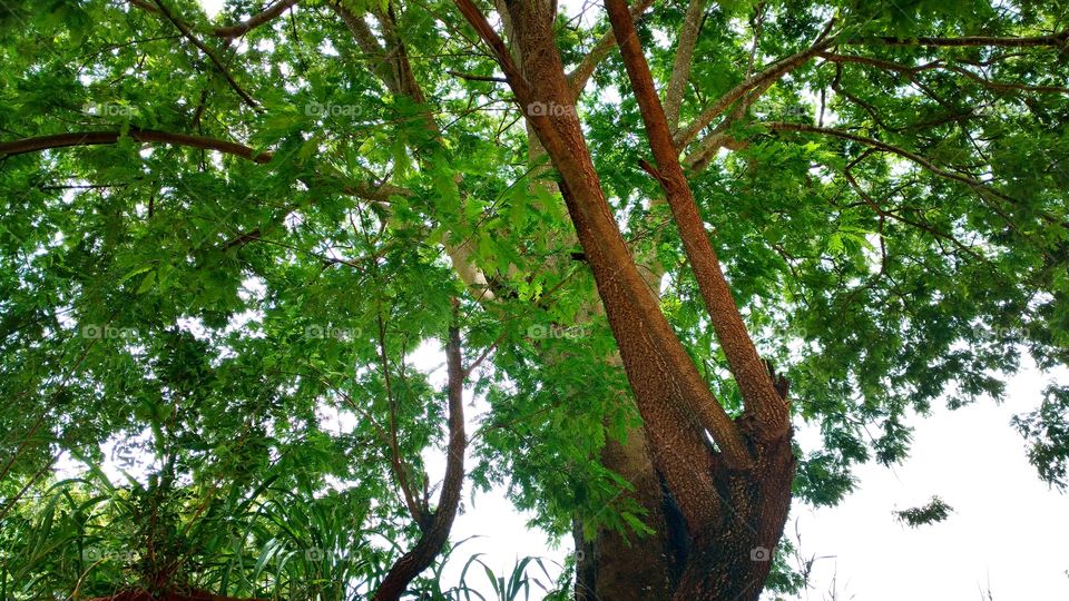 Galhos das árvores.