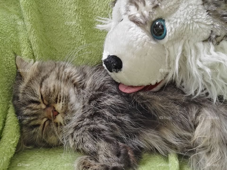 fluffy cat with fluffy mascot on fluffy coach