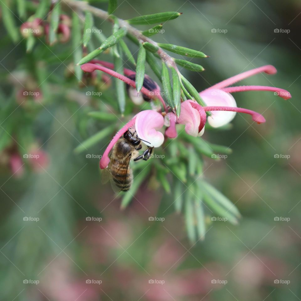 The bee and the pink flowers