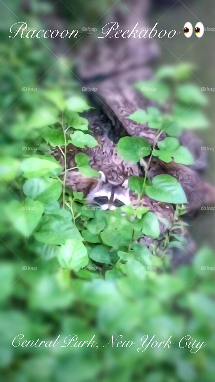 Raccoon - Central Park, New York City. Instagram,@PennyPeronto