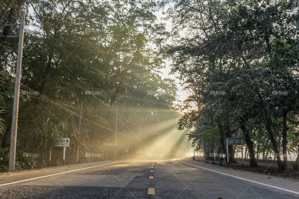 Sunray on the country roads in the pine woods at morning time