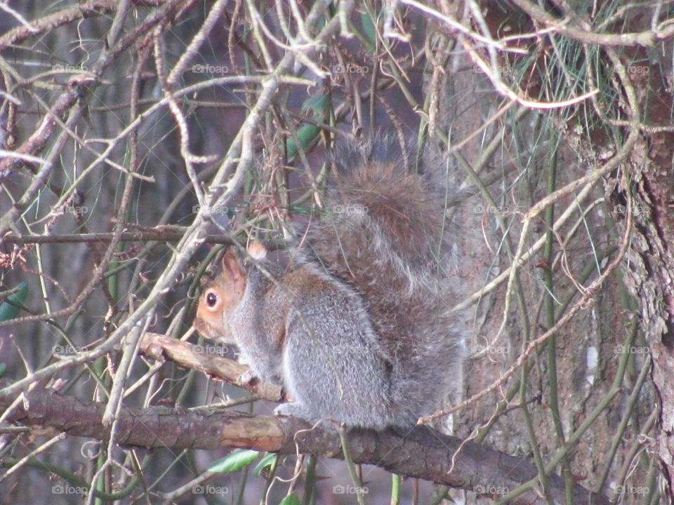 Squirrel sitting in a tree