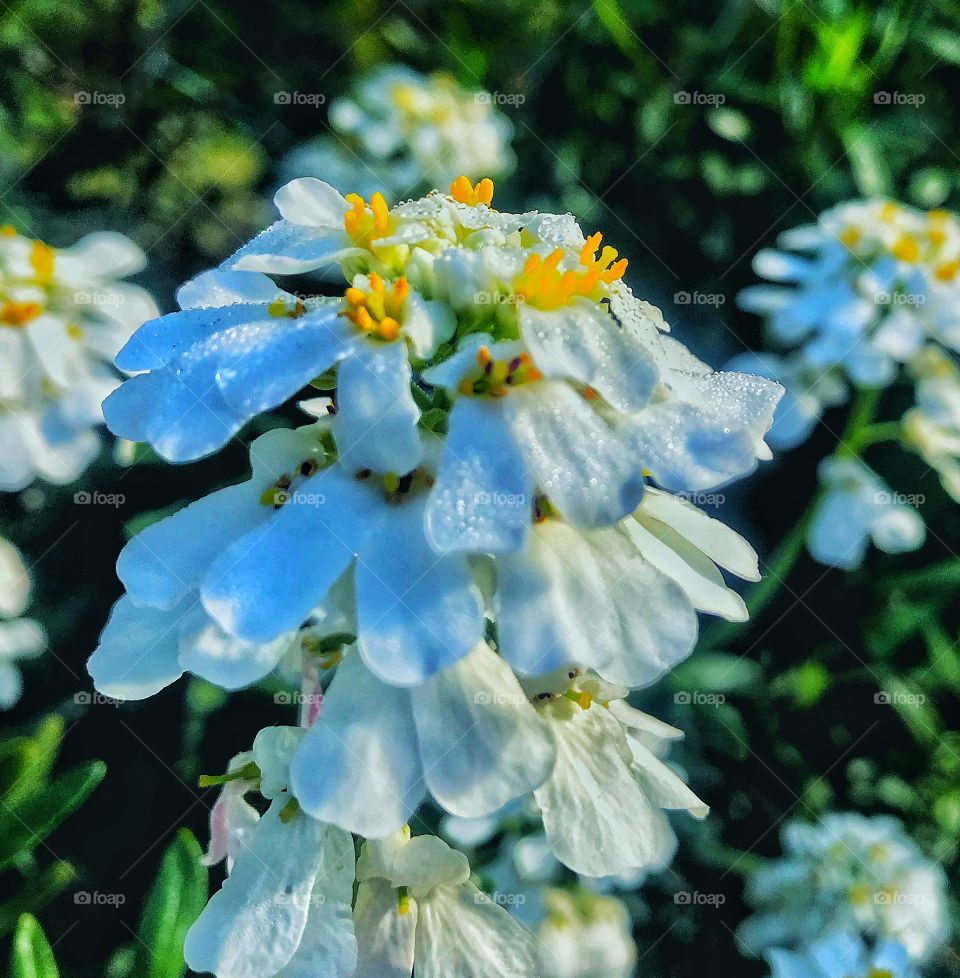 Beautiful flower