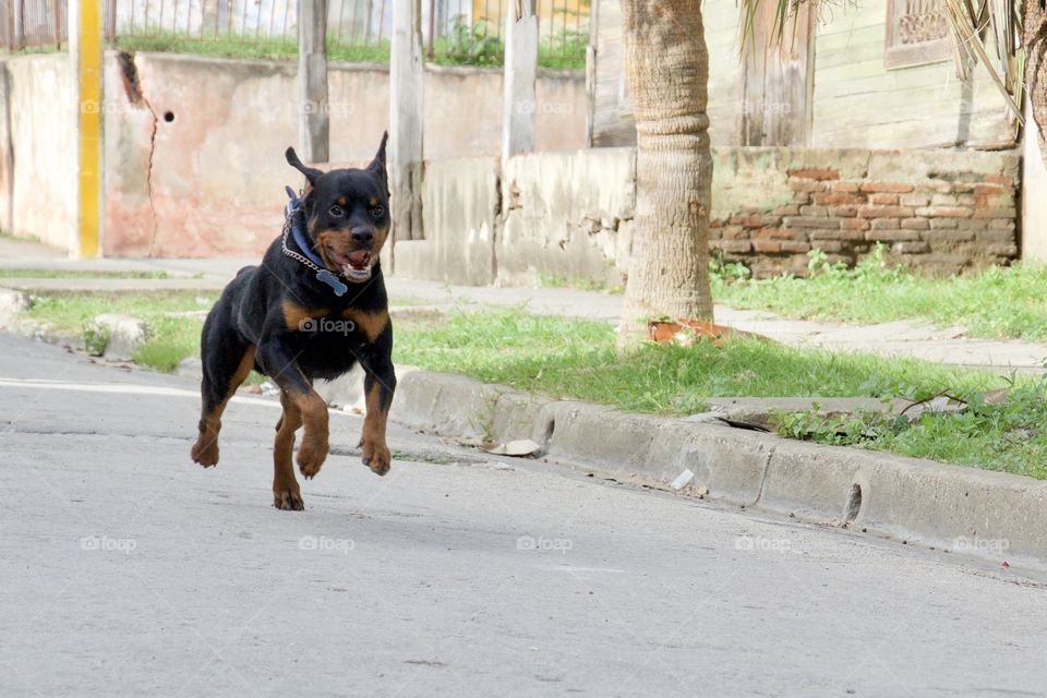 Rottweiler Training