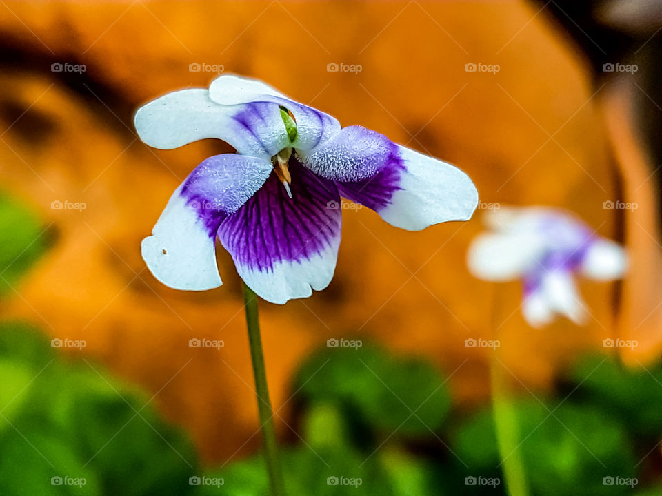 White and purple flower