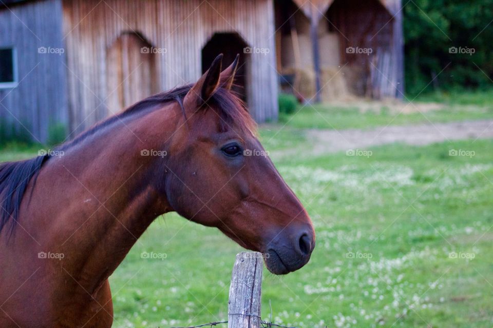 Close-up of horse