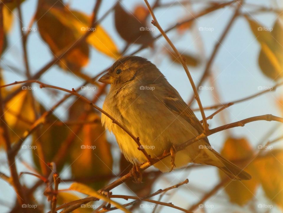 Golden sparrow