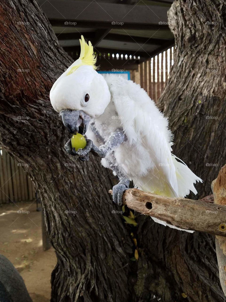 cute parrot