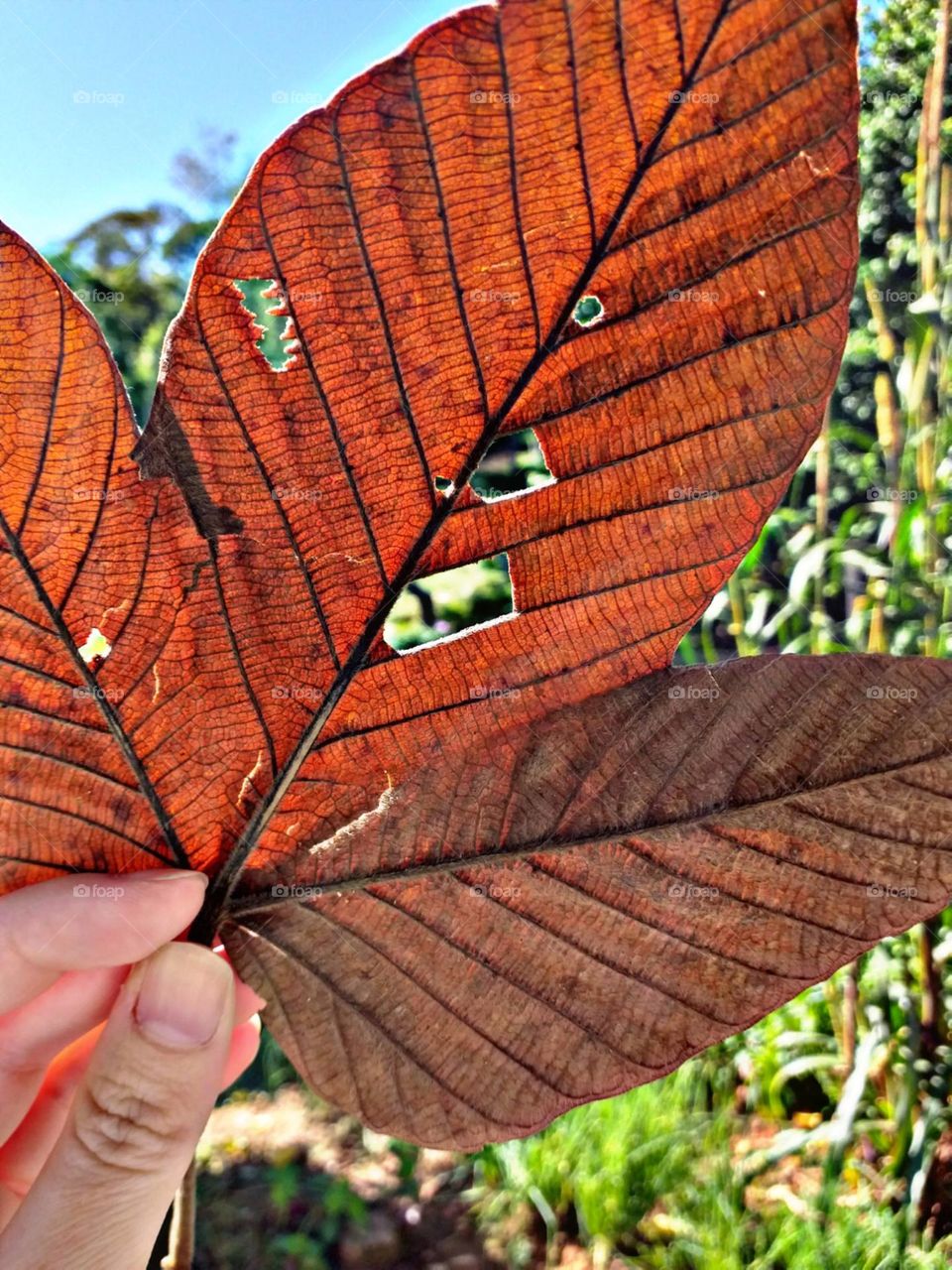 Entre o colorido outonal da Embaubeira.