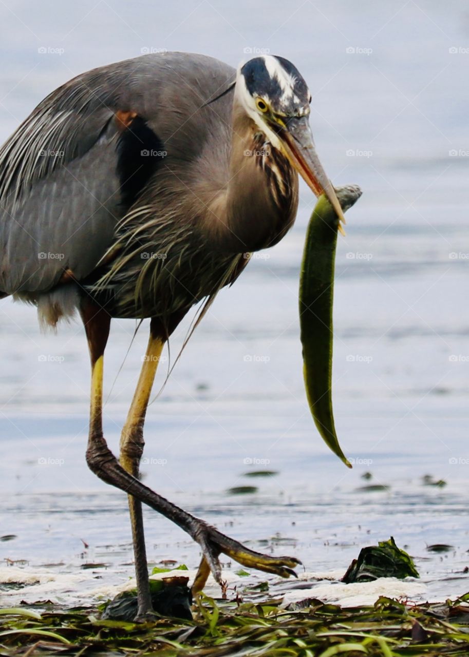 A beautiful great blue heron catches a gunnel on the coastal waters of the Puget Sound. 
