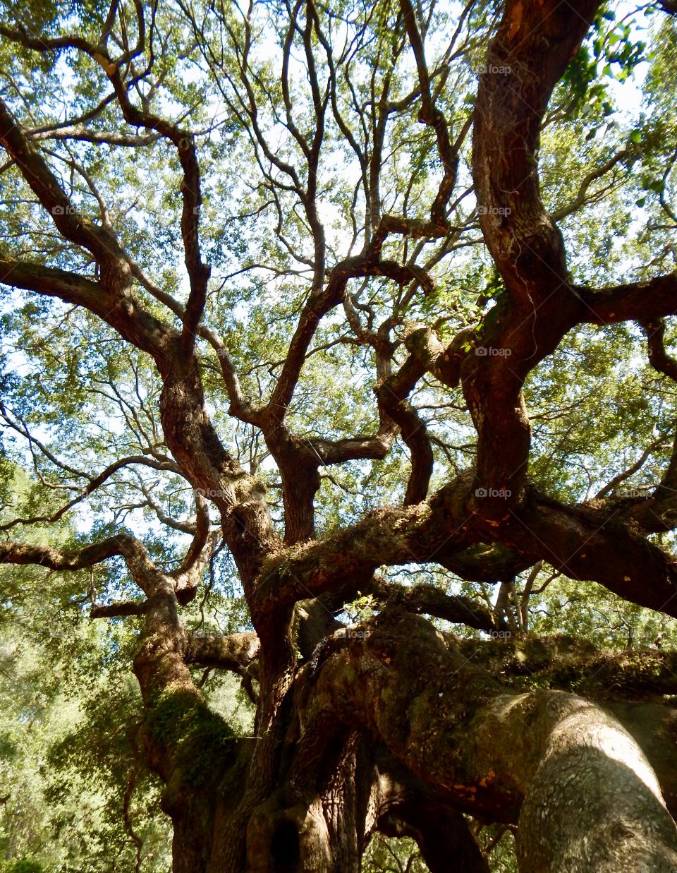 Angel Oak