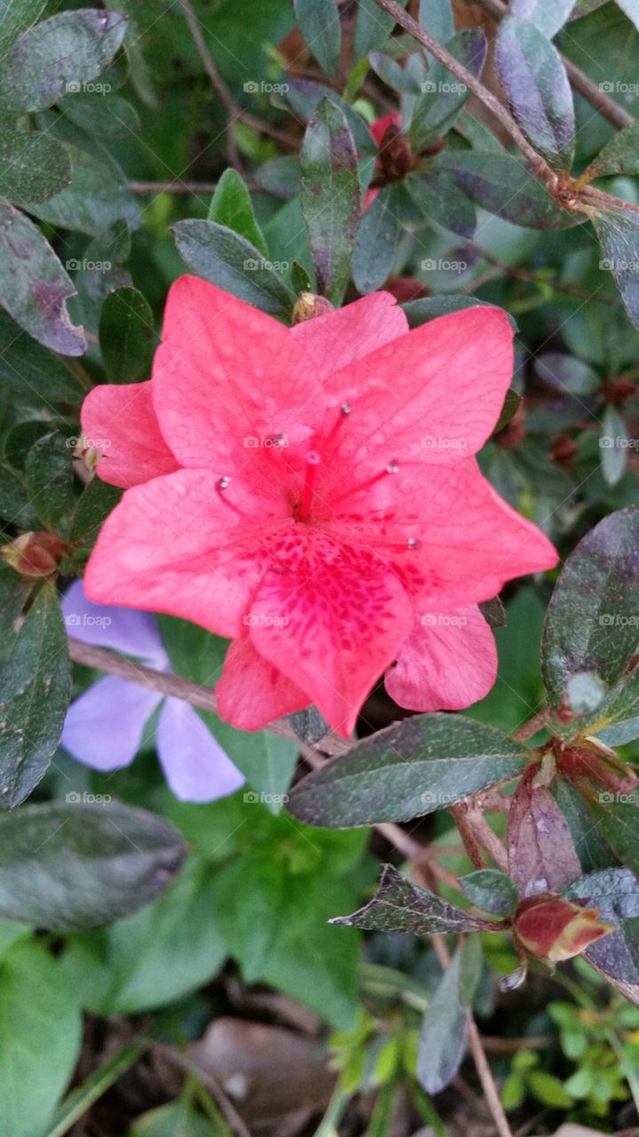 pink flowers