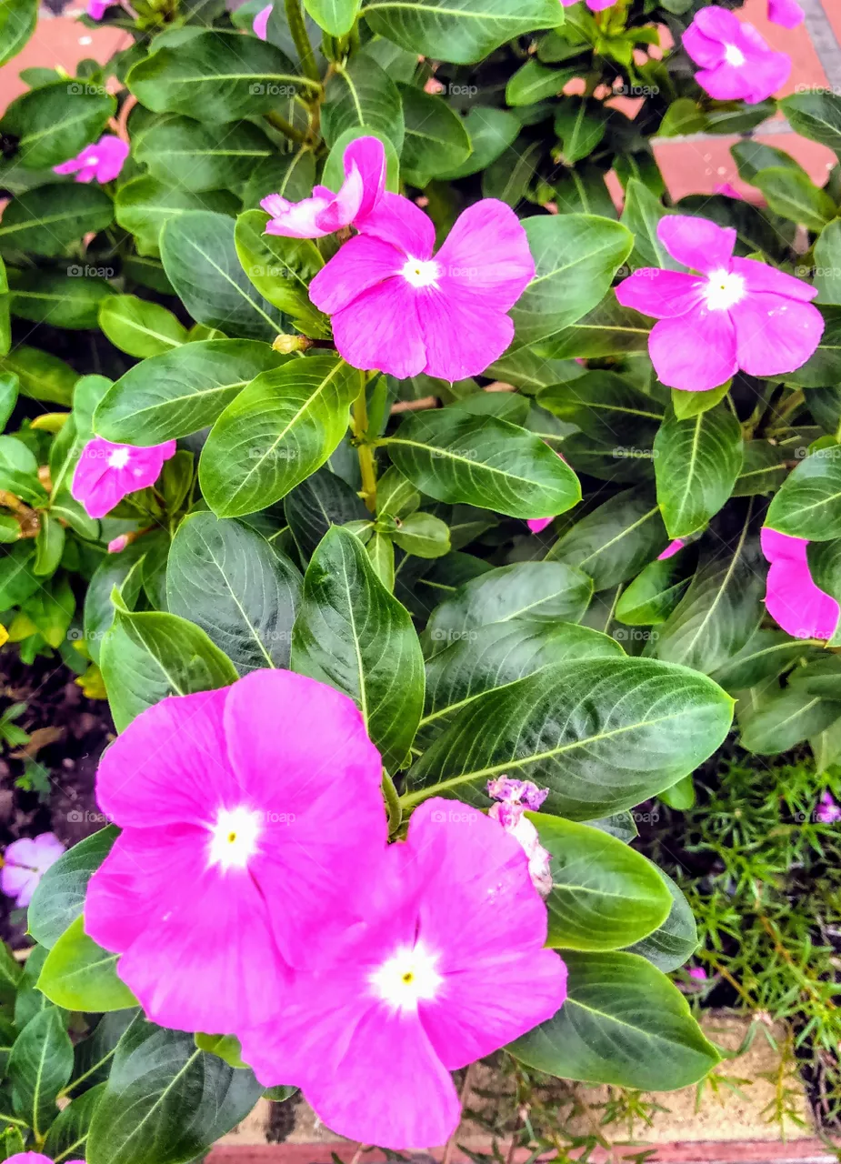 flower